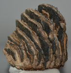 Mammuthus primigenius részleges fog (1448 gramm)