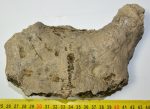 Szarvas részleges koponya csont (658 gramm)