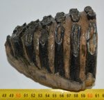 Mammuthus meridionalis partial tooth (1233 grams)