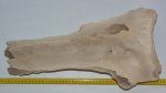 Partial scapula of Mammuthus primigenius