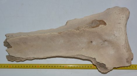 Partial scapula of Mammuthus primigenius