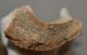 Partial scapula of Mammuthus primigenius