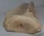 Partial scapula of Mammuthus primigenius