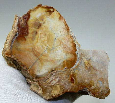 Polished petrified wood from Hungary, Fony (1346 grams)