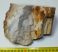 Fa kövület csiszolat Fony közeléből (1346 gramm)