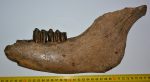 Bison priscus partial jaw (323 mm)