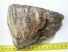 Mammuthus meridionalis partial tooth (1208 grams) Southern mammoth