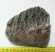 Mammuthus meridionalis partial tooth (1208 grams) Southern mammoth