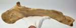   Woolly Rhino ulna bone (514 mm) Coelodonta antiquitatis SOLD (A) 09