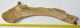 Woolly Rhino ulna bone (514 mm) Coelodonta antiquitatis SOLD (A) 09