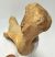 Woolly Rhino ulna bone (514 mm) Coelodonta antiquitatis SOLD (A) 09