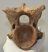 Bison priscus részleges nyakcsigolya csont Bison priscus részleges nyakcsigolya csont