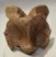 Bison priscus részleges nyakcsigolya csont Bison priscus részleges nyakcsigolya csont