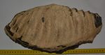 Mammuthus meridionalis partial lower m3 tooth (6253 grams)