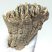 Mammuthus primigenius részleges fog (444 gramm)  ELFOGYOTT (LL B) 04