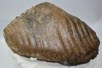 Mammuthus meridionalis részleges felső fog (3922 gramm)