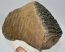 Mammuthus meridionalis részleges felső fog (3922 gramm)