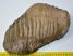 Mammuthus meridionalis partial upper tooth (3922 grams)