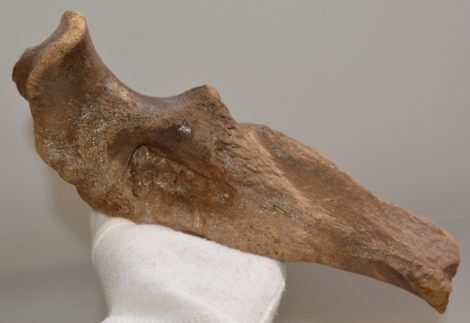 Gyapjas orrszarvú részleges ulna csont