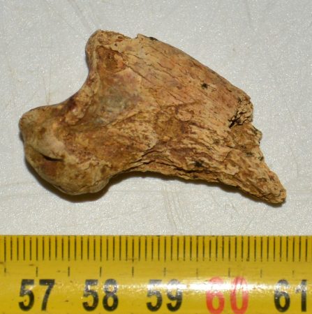 Ursus spelaeus partial Claw bone ( 40,5 mm) Cave Bear