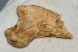 Ursus spelaeus partial Claw bone ( 40,5 mm) Cave Bear