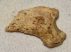 Ursus spelaeus partial Claw bone ( 40,5 mm) Cave Bear