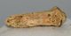 Ursus spelaeus partial Claw bone ( 40,5 mm) Cave Bear