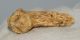 Ursus spelaeus partial Claw bone ( 40,5 mm) Cave Bear