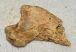 Ursus spelaeus partial Claw bone ( 40,5 mm) Cave Bear