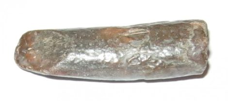 Rebbachisaurus garasbae dino tooth from Morocco  (29 mm)