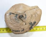   Mammuthus meridionalis partial tusk (348 grams)  SOLD (LL B) 06