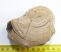 Mammuthus meridionalis partial tusk (348 grams)  SOLD (LL B) 06