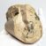 Mammuthus meridionalis részleges agyar (348 gramm)  ELFOGYOTT (LL B) 06