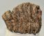 Mammuthus primigenius részleges fog (2307 gramm)