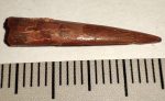 Sciroccopteryx moroccesis Petrosaurus tooth