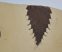 Quercus sp. partial leaf pair from Hungary SOLD (PA) 12