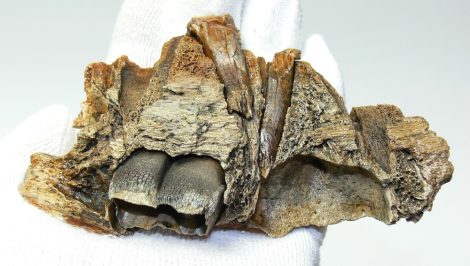 Young Coelodonta antiquitatis Woolly rhino partial jaw (147 mm)