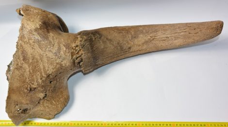 Bison priscus partial skull (614 mm)