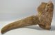 Bison priscus partial skull (614 mm)