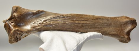 Equus sp. ló tibia csont (375 mm)