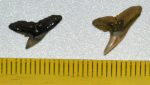 2 Galeocerdo latidens teeth from Belgium
