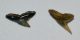 2 Galeocerdo latidens teeth from Belgium