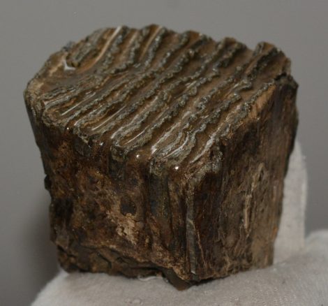 Mammuthus primigenius részleges fog (218 gramm)