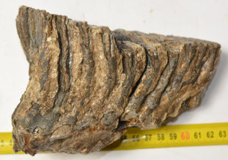 Mammuthus primigenius részleges fog (1229 gramm) Mammuthus primigenius részleges fog (1229 gramm)