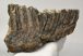 Mammuthus primigenius részleges fog (1229 gramm) Mammuthus primigenius részleges fog (1229 gramm)