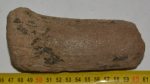 Alces cf. latifrons partial antler (137 mm)