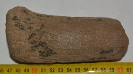 Alces cf. latifrons partial antler (137 mm)