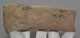 Alces cf. latifrons partial antler (137 mm)