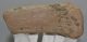 Alces cf. latifrons partial antler (137 mm)