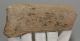 Alces cf. latifrons partial antler (137 mm)